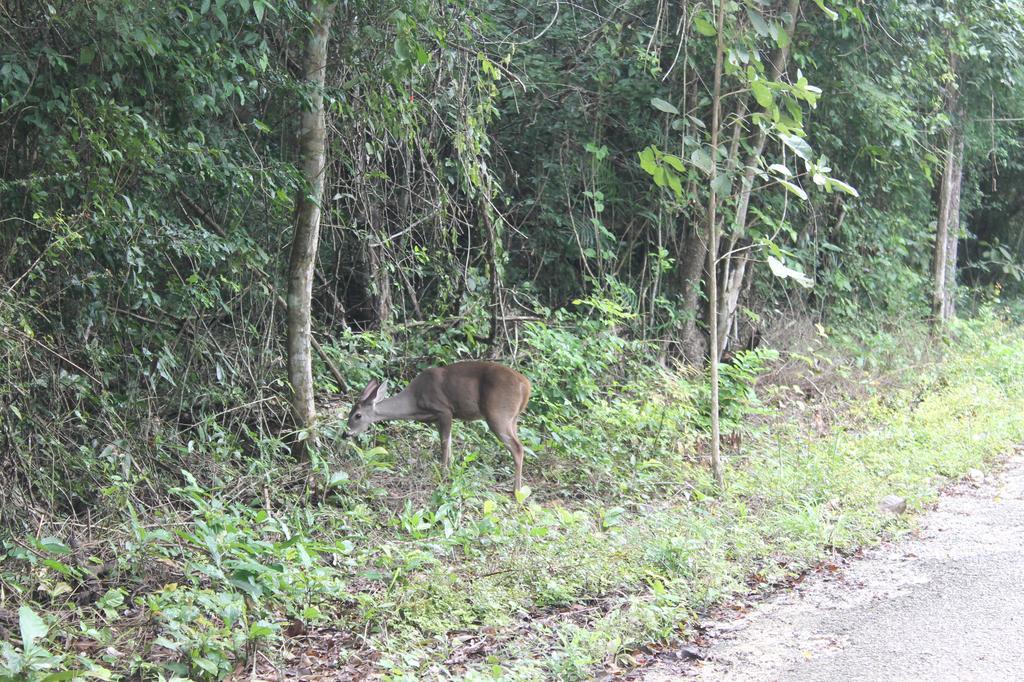 Campamento Yaax Che En Calakmul Conhuas ภายนอก รูปภาพ